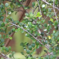 Diospyros nummulariifolia Kosterm.